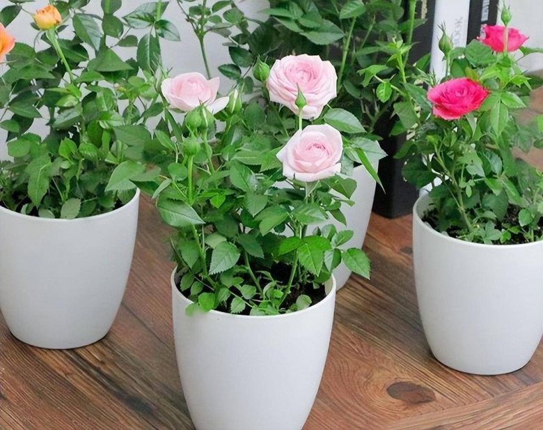 5 loại hoa cần cắt tỉa vào mùa đông, càng &#34;nhẫn tâm&#34; thì sang năm mới trổ nụ - 4
