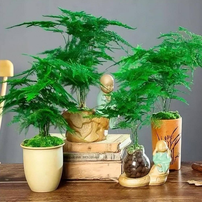 5 loại hoa cần cắt tỉa vào mùa đông, càng &#34;nhẫn tâm&#34; thì sang năm mới trổ nụ - 8