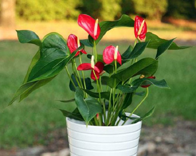 Trồng cây hồng môn ghi nhớ “8 nguyên tắc” cây xanh tốt, không bị vàng lá, hoa nở đỏ rực rỡ - 2
