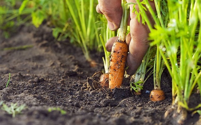 Cách trồng cà rốt tại nhà đơn giản, cây lớn nhanh cho củ to, không cần chăm sóc nhiều - 4