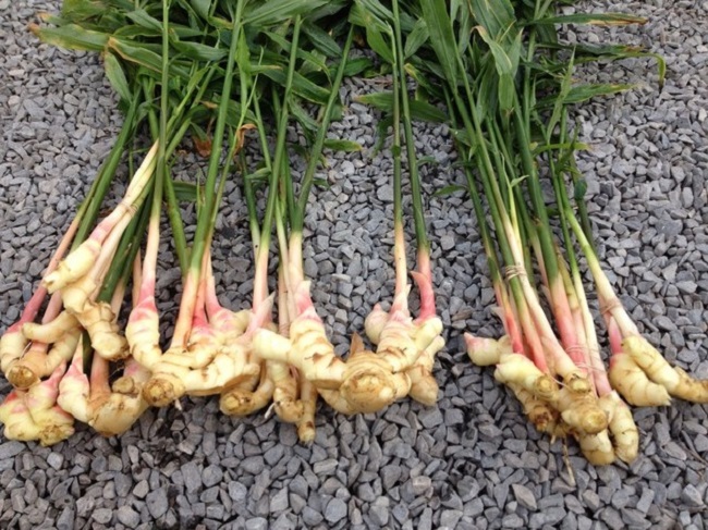 Cách trồng gừng bằng chậu tại nhà đơn giản, nhiều củ ăn quanh năm - 5