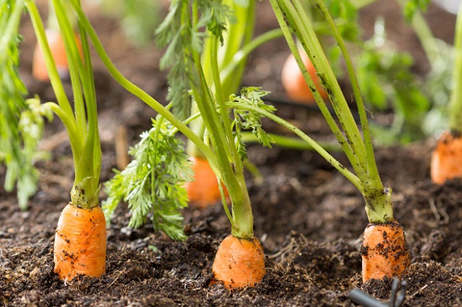 Cách trồng cà rốt tại nhà đơn giản, cây lớn nhanh cho củ to, không cần chăm sóc nhiều - 2