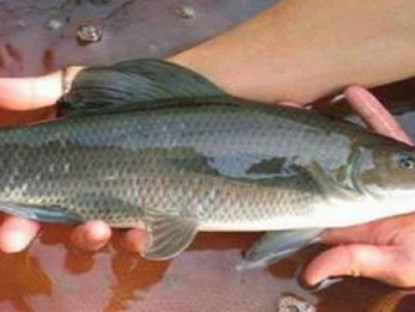 Kinh tế - Loại cá ở Việt Nam ruột siêu dài, được ví là &quot;ngũ quý hà thuỷ&quot; nửa triệu/kg