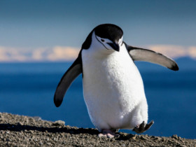 Kỳ lạ, loài chim cánh cụt ngủ 10.000 giấc mỗi ngày