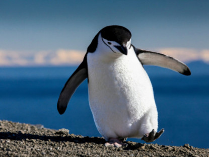 Video - Kỳ lạ, loài chim cánh cụt ngủ 10.000 giấc mỗi ngày