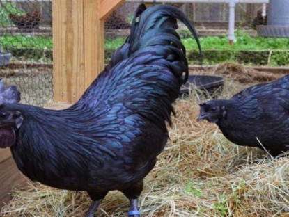 Kinh tế - Loài gà có máu màu đen lạ nhất hành tinh, giá 50 triệu đồng/con