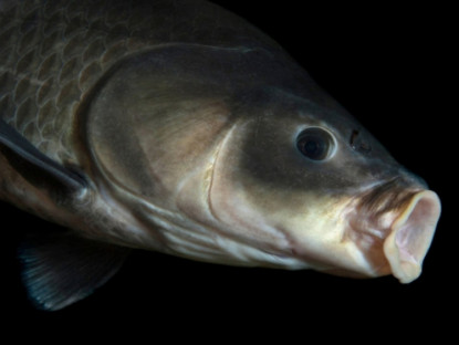Video - Loài cá sống hơn trăm tuổi, càng già càng khỏe