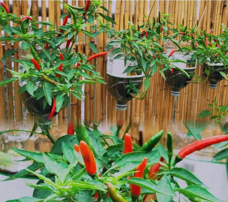 Cách trồng ớt treo ngược ở ban công, vừa đẹp vừa tiết kiệm diện tích lại sai trĩu quả hơn nhiều - 1