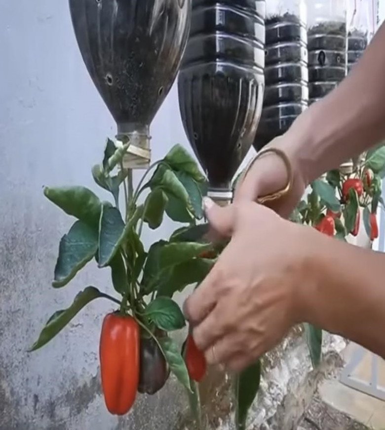 Cách trồng ớt treo ngược ở ban công, vừa đẹp vừa tiết kiệm diện tích lại sai trĩu quả hơn nhiều - 12