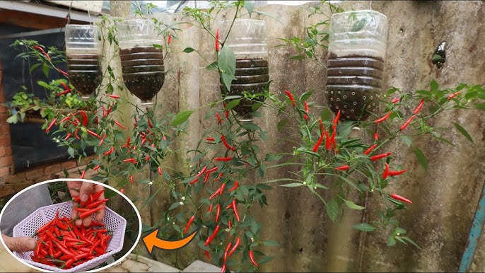 Cách trồng ớt treo ngược ở ban công, vừa đẹp vừa tiết kiệm diện tích lại sai trĩu quả hơn nhiều - 2