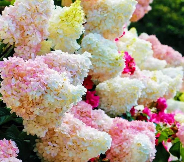 Loài hoa “thịnh vượng” này nhìn như que kem khổng lồ, trồng trong vườn vừa thơ mộng vừa sang trọng - 1