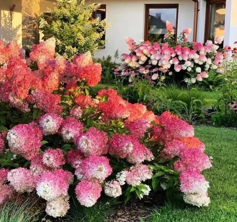 Loài hoa “thịnh vượng” này nhìn như que kem khổng lồ, trồng trong vườn vừa thơ mộng vừa sang trọng - 3