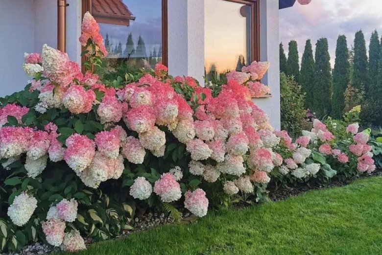 Loài hoa “thịnh vượng” này nhìn như que kem khổng lồ, trồng trong vườn vừa thơ mộng vừa sang trọng - 4