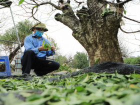 Vườn đào lớn nhất Hà Nội “thay áo”, chuẩn bị đón Tết Giáp Thìn 2024