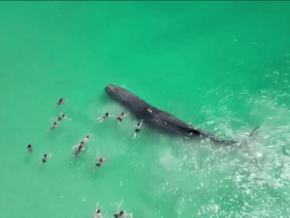 Úc: Đám đông hiếu kỳ bơi đến gần con cá nhà táng mắc cạn và điều đau lòng 