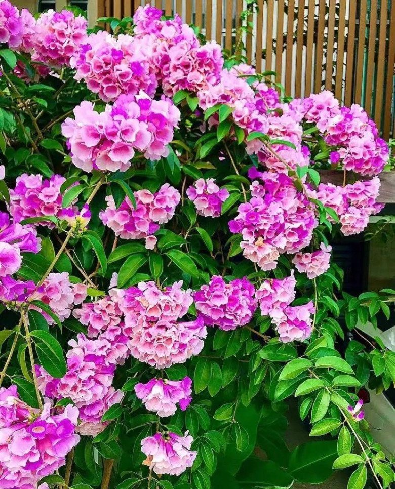 Loài hoa này vươn dài 4m trong 1 năm, nở cả 1000 bông hoa, ít sâu bệnh và có thể ăn được - 2