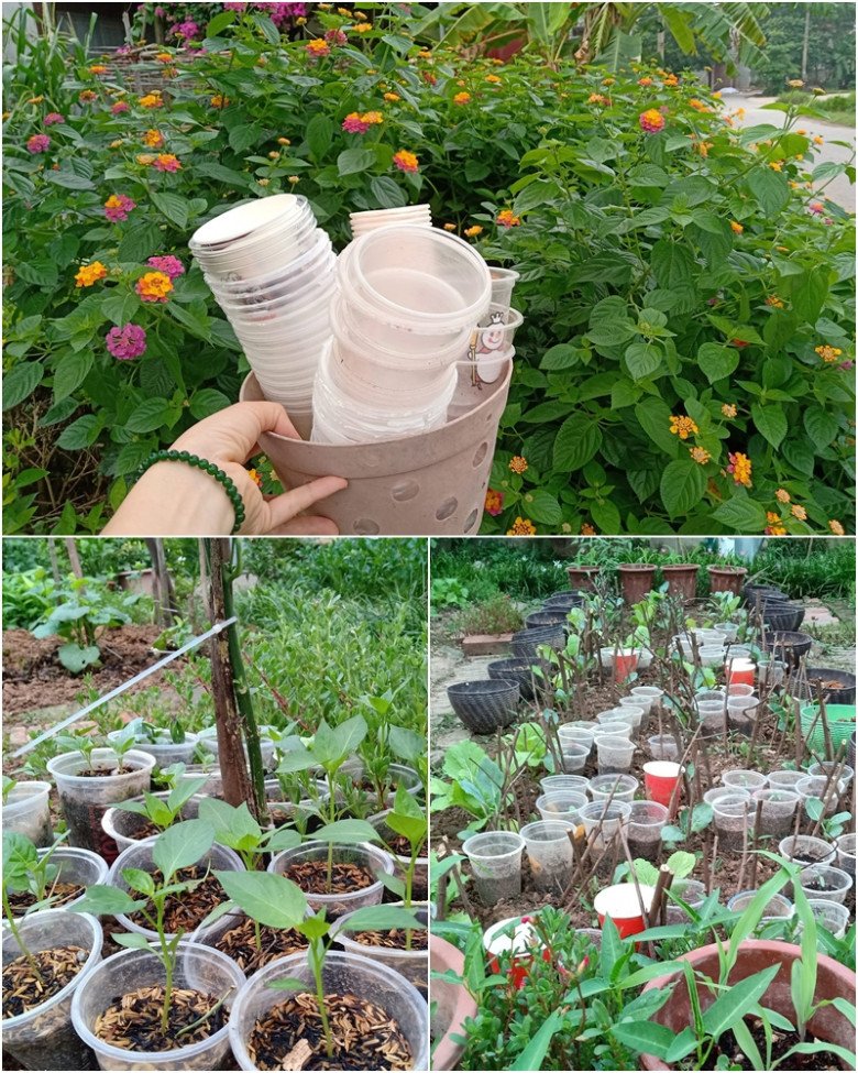 Cô giáo Bắc Giang làm vườn cực mát tay, trồng rau rau xanh mướt, trồng hoa hoa khoe sắc