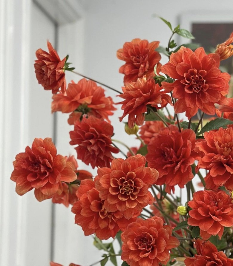 Mẹ đảm Hà thành hướng dẫn cách cắm hoa thược dược đổi màu bằng bình chim công với 6 bước đơn giản - 9