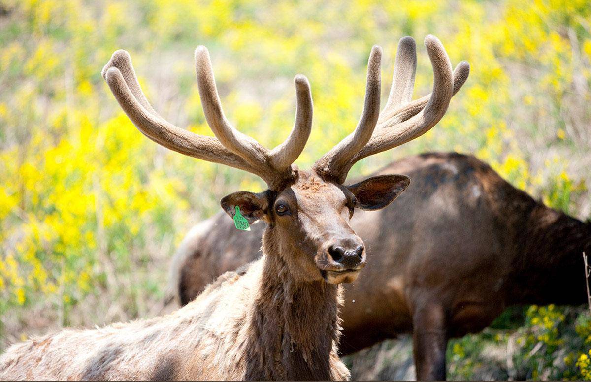 Lý do khiến nước nhung hươu Ki&Young trở thành thực phẩm bổ sung hỗ trợ trẻ phát triển toàn diện - 3