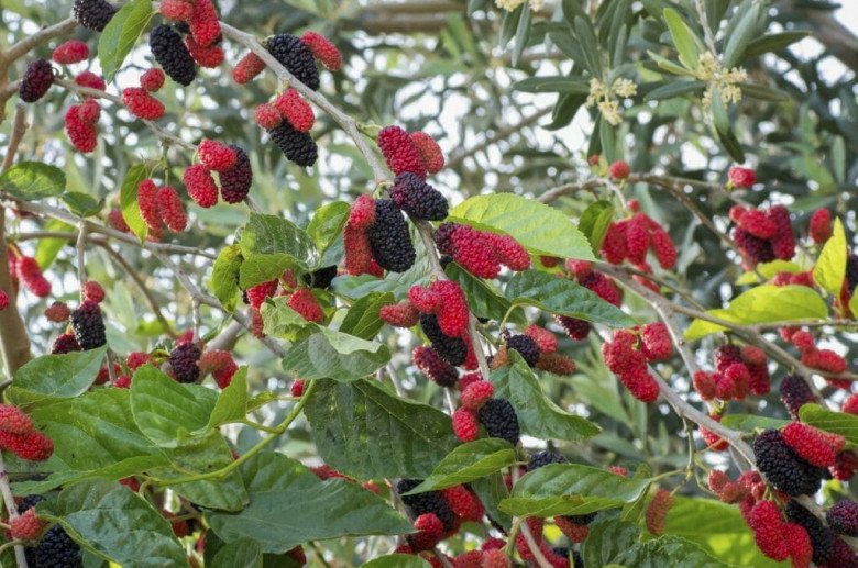 Có nên trồng 1 cây dâu tằm trước nhà không? - 1