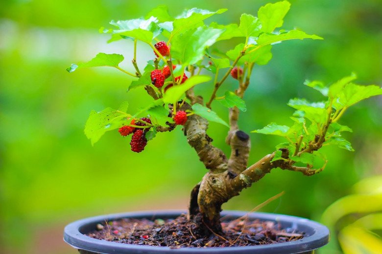Có nên trồng 1 cây dâu tằm trước nhà không? - 2