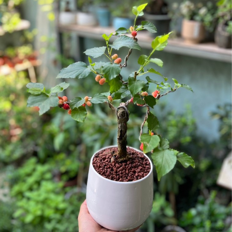 Có nên trồng 1 cây dâu tằm trước nhà không? - 4