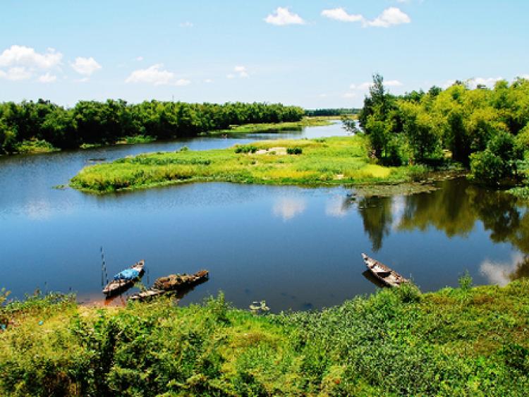 Cội xanh qua những lát cắt đời sống