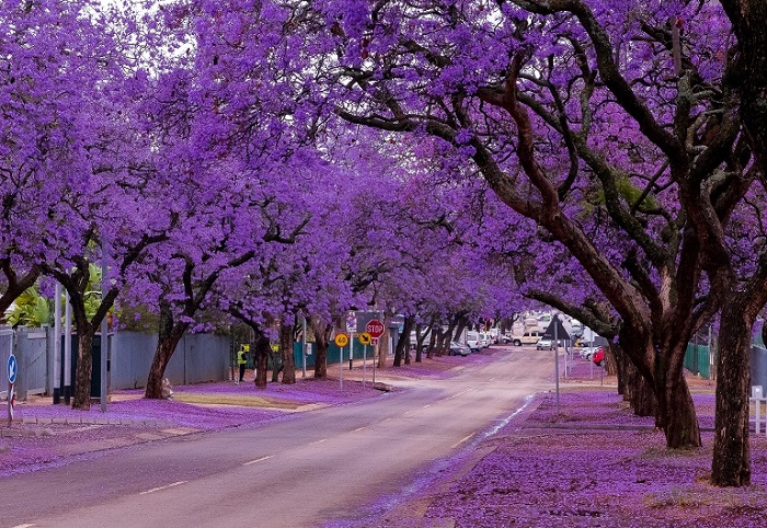 Pretoria, thành phố của hoa phượng tím - 1