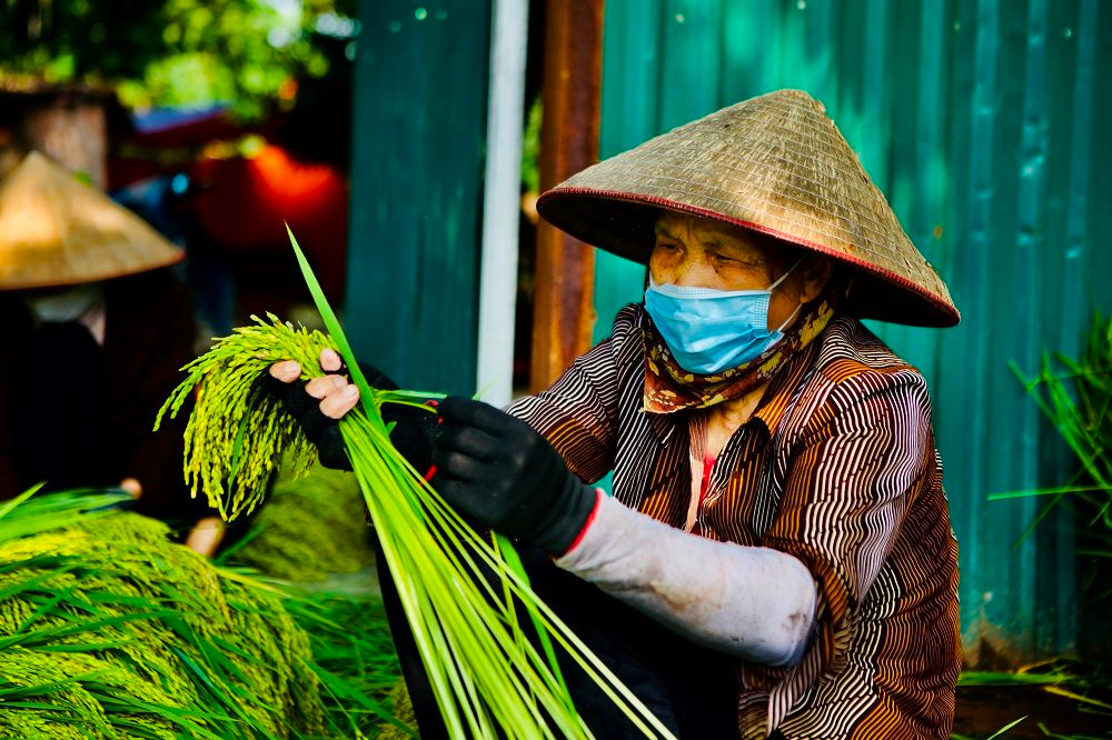 Vấn vương hương cốm làng Vòng - 1