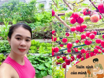 Gia đình - Mẹ đảm 3 con Hà Nội làm vườn sân thượng 40m2, mách bí quyết để được khu vườn xanh mướt ăn không xuể