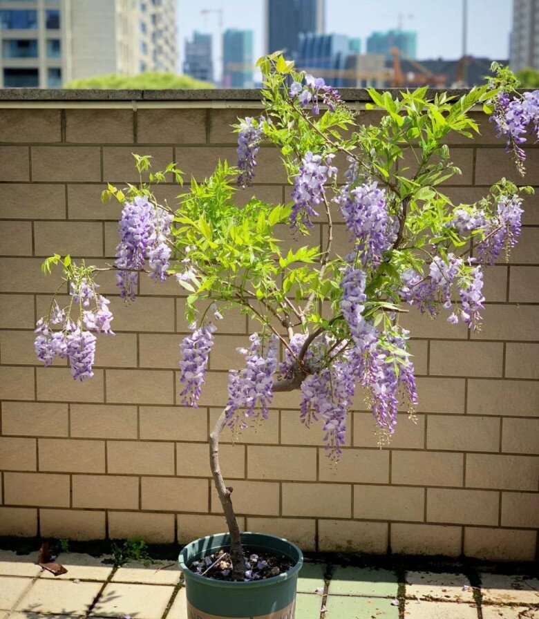 4 cây này rất đáng tiền khi nở hoa, trồng một chậu trong sân vườn gia đình sẽ ngày càng giàu có - 6