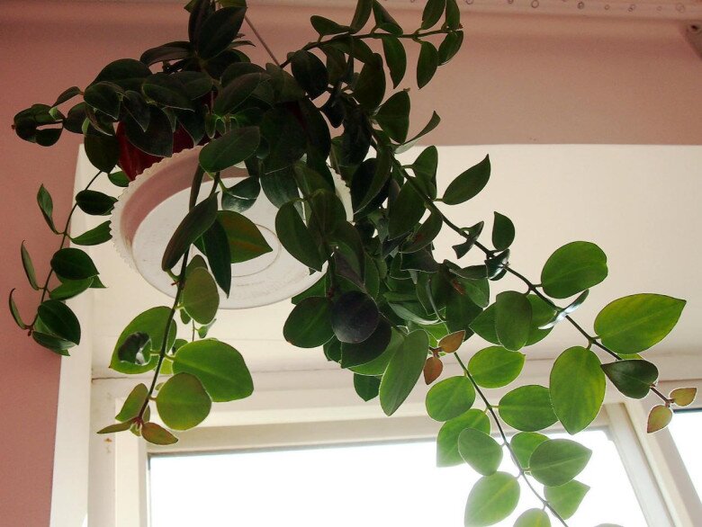 Cây cảnh này đẹp hơn trầu bà, nở hoa quanh năm, trồng vài tháng sẽ