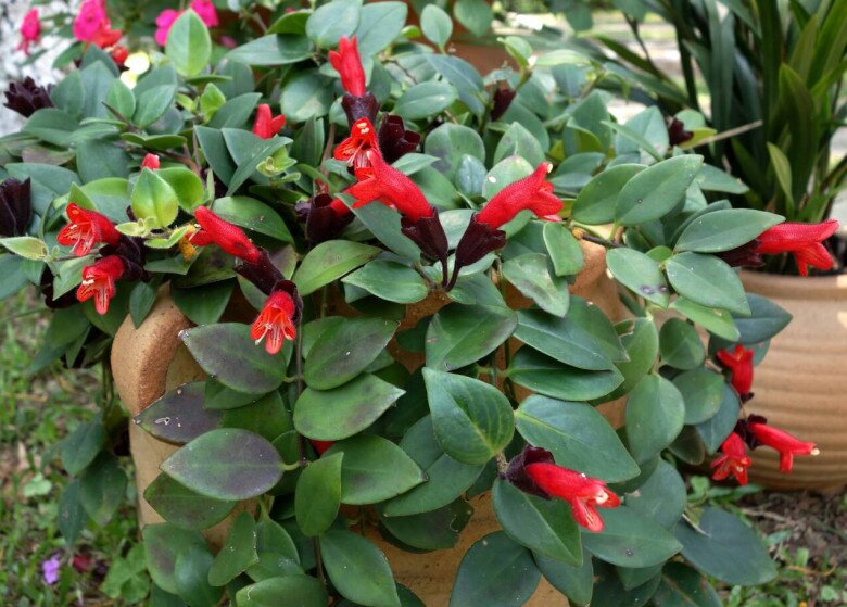 Cây cảnh này đẹp hơn trầu bà, nở hoa quanh năm, trồng vài tháng sẽ