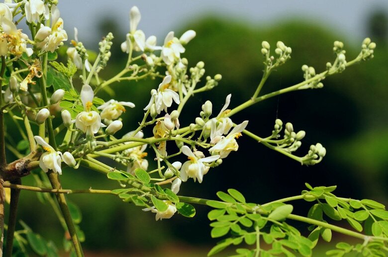 Cây mọc bờ rào được ví như tổ yến của người nghèo, cắm cành vào đất liền bén rễ, trồng một lần ăn cả đời - 2