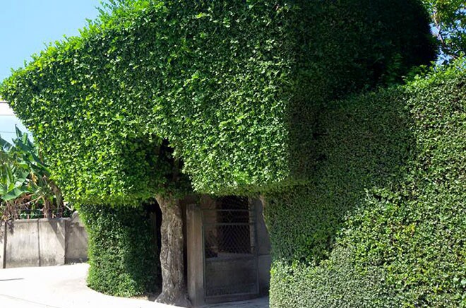 Cây mọc dại có tên vô cùng lạ, nay lên đời làm cây cảnh, trồng trước nhà giúp gia đình trăm năm thịnh vượng - 1