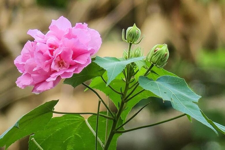 Loài hoa nở quanh năm đẹp hơn hoa hồng, đổi 3 màu trong một ngày, cắm cành xuống đất là bén rễ - 1