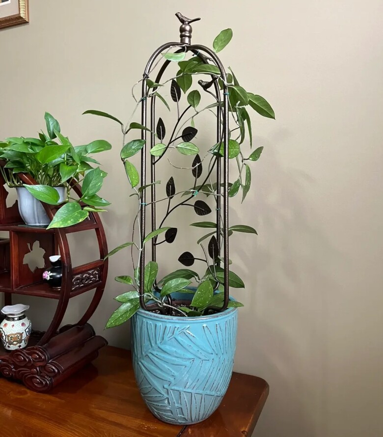 Mùa thu đông chăm hoa lan cẩm cù theo quy tắc "3 nhiều - 1 ít", hoa nở như thác nước - 3