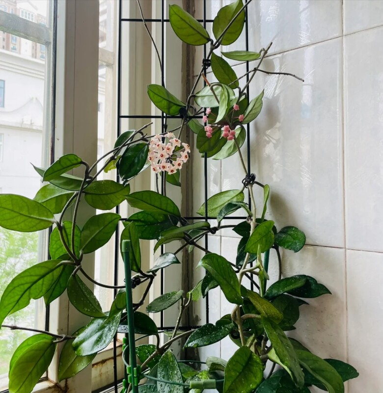 Mùa thu đông chăm hoa lan cẩm cù theo quy tắc "3 nhiều - 1 ít", hoa nở như thác nước - 4