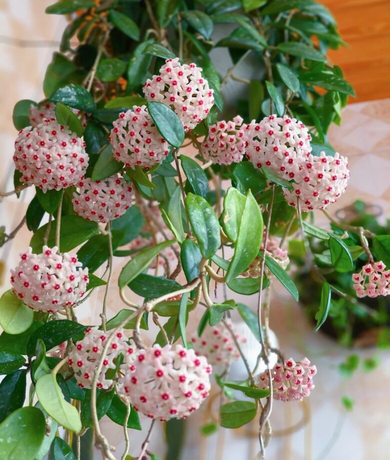 Mùa thu đông chăm hoa lan cẩm cù theo quy tắc "3 nhiều - 1 ít", hoa nở như thác nước - 5