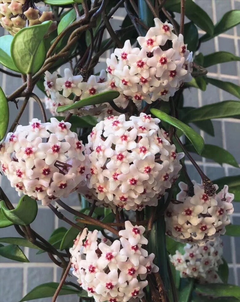 Mùa thu đông chăm hoa lan cẩm cù theo quy tắc "3 nhiều - 1 ít", hoa nở như thác nước - 2