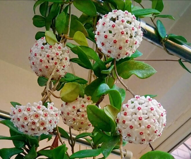 Mùa thu đông chăm hoa lan cẩm cù theo quy tắc "3 nhiều - 1 ít", hoa nở như thác nước - 1