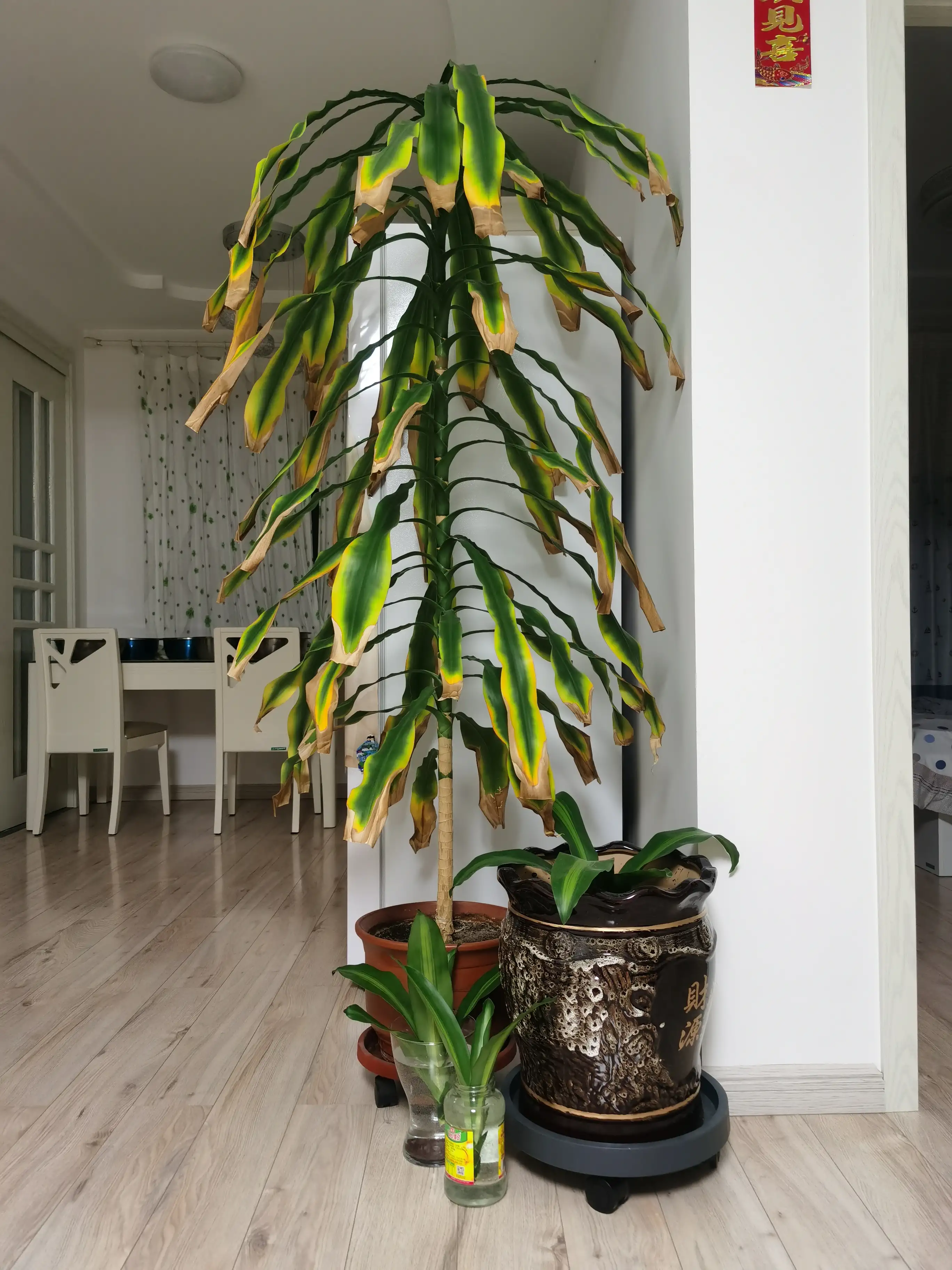 Tại sao cây thiết mộc lan vừa đẹp vừa chiêu tài hút lộc nhưng bị nhiều người đưa vào “danh sách đen”? Đây là 4 lý do - 6