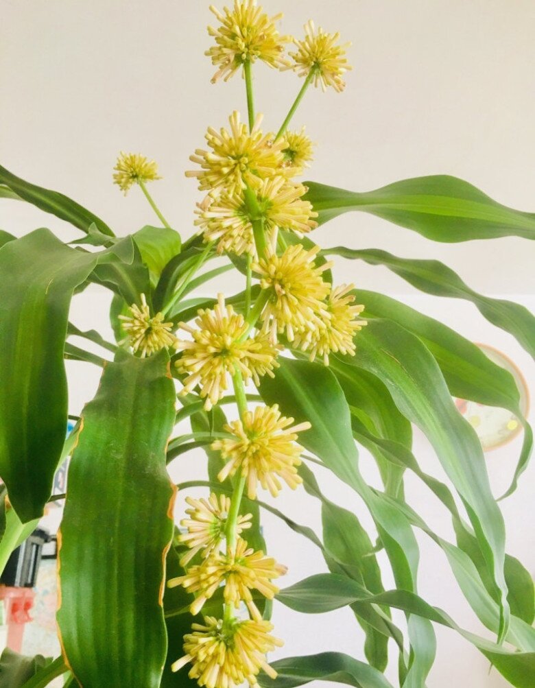 Tại sao cây thiết mộc lan vừa đẹp vừa chiêu tài hút lộc nhưng bị nhiều người đưa vào “danh sách đen”? Đây là 4 lý do - 5