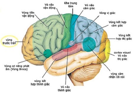 Trẻ không thể nhớ ký ức trước 3 tuổi? 7 sự thật được tiết lộ “Kỹ năng quên” đáng kinh ngạc của não - 3