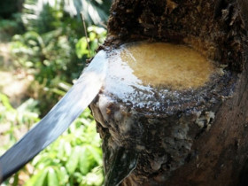 Cây dại chảy ra chất lỏng thơm ngọt, không ngờ là đặc sản 