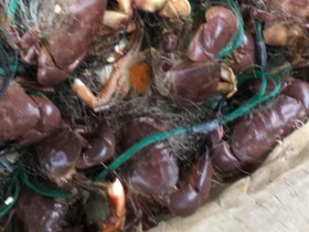 Loài có tên kỳ cục nhưng ngon hơn ghẹ rẻ hơn cua, đến mùa dân bắt về bán 200.000/kg