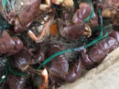 Kinh tế - Loài có tên kỳ cục nhưng ngon hơn ghẹ rẻ hơn cua, đến mùa dân bắt về bán 200.000/kg, thành đặc sản nổi tiếng