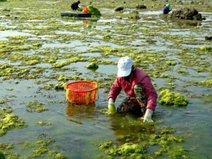 Kinh tế - &quot;Lộc trời&quot; ở Việt Nam mỗi năm xuất hiện một lần, dân rủ nhau đi hái kiếm tiền triệu/ngày