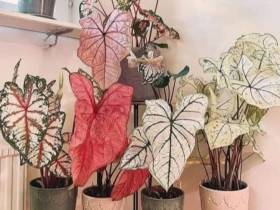 5 loại cây lá đẹp hơn hoa, trồng trong nhà là sang, gia chủ vượng lộc quanh năm