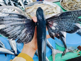 Kỳ lạ loài cá biết bay như chim ở Việt Nam, trước rẻ như cho nay 250.000/kg, bắt bán 
